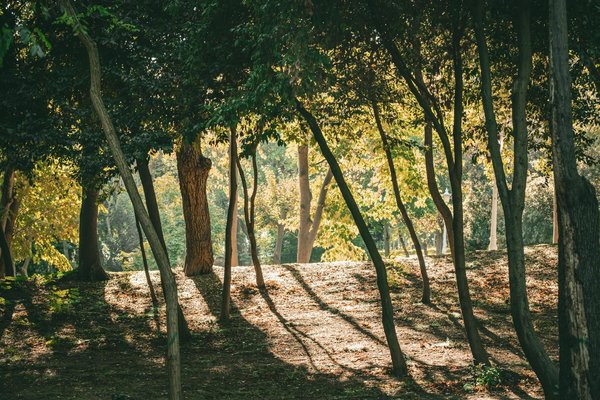 Boostez vos muscles: top compléments alimentaires